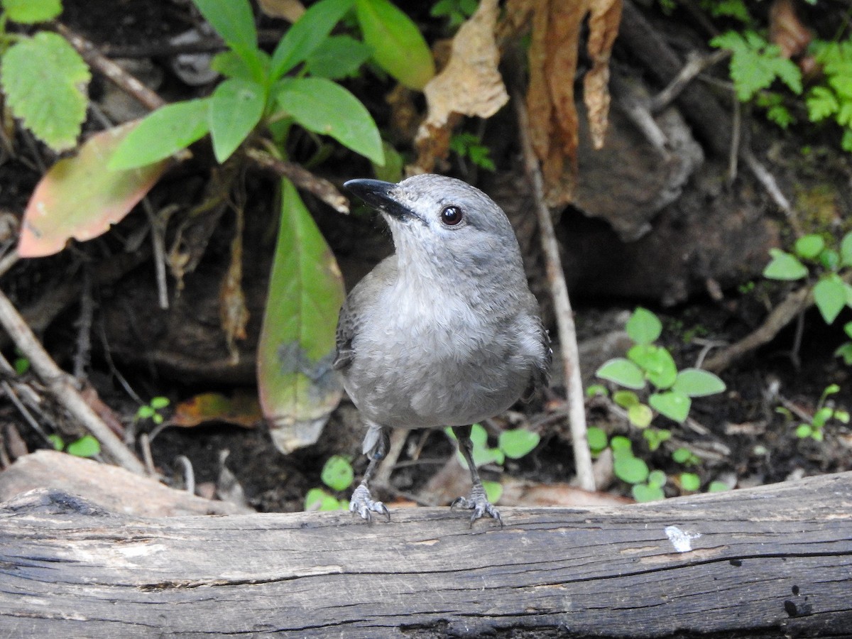 Gray Shrikethrush - ML273120711