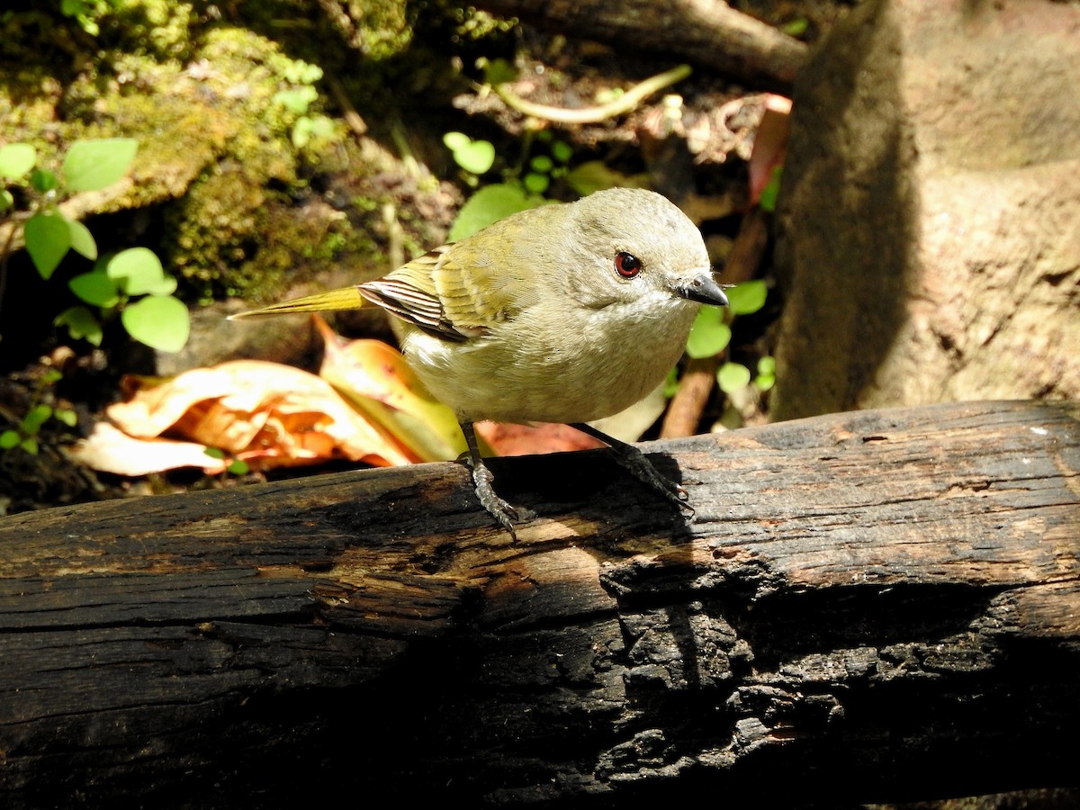 Golden Whistler - ML273120721