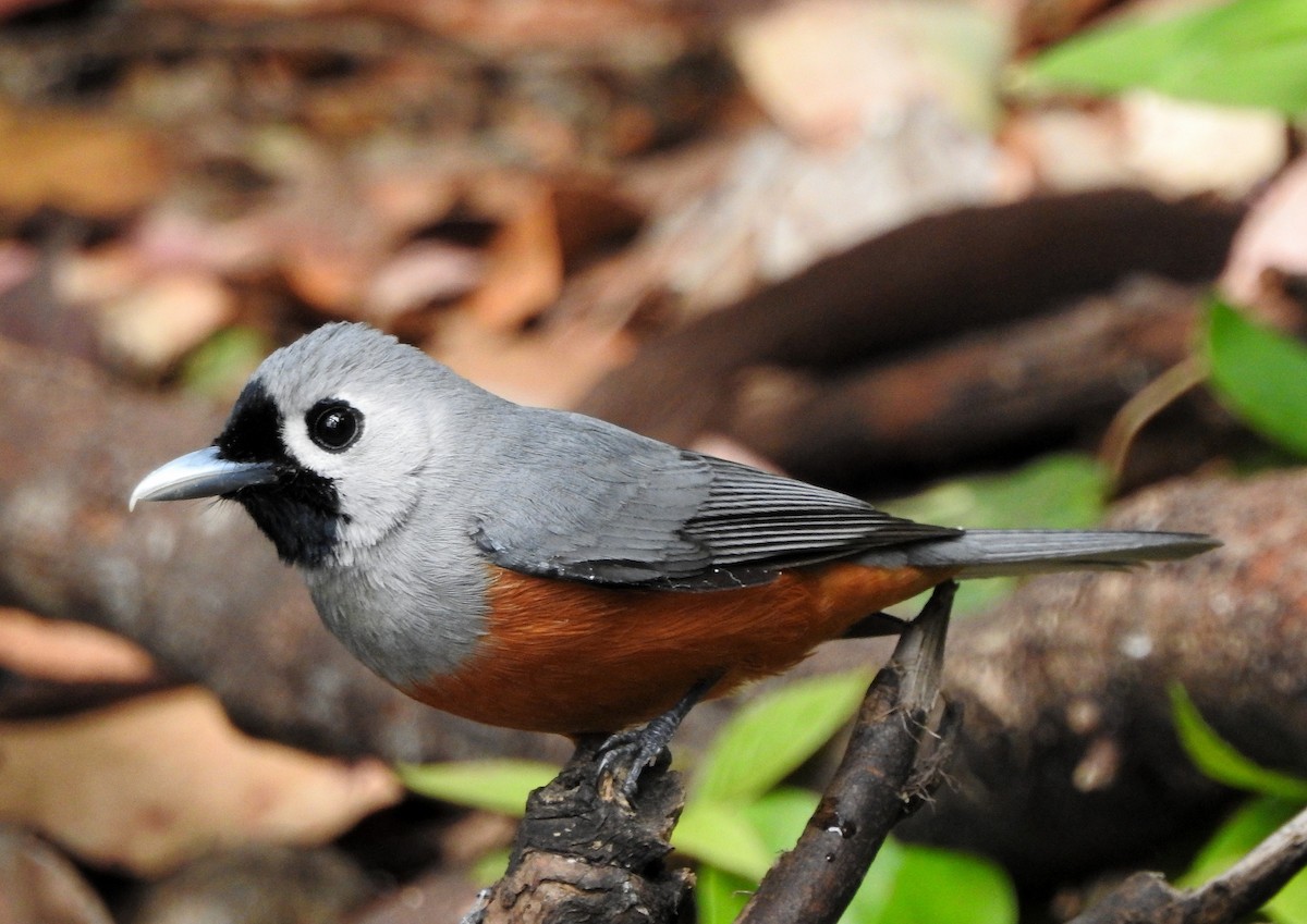 Black-faced Monarch - ML273120751