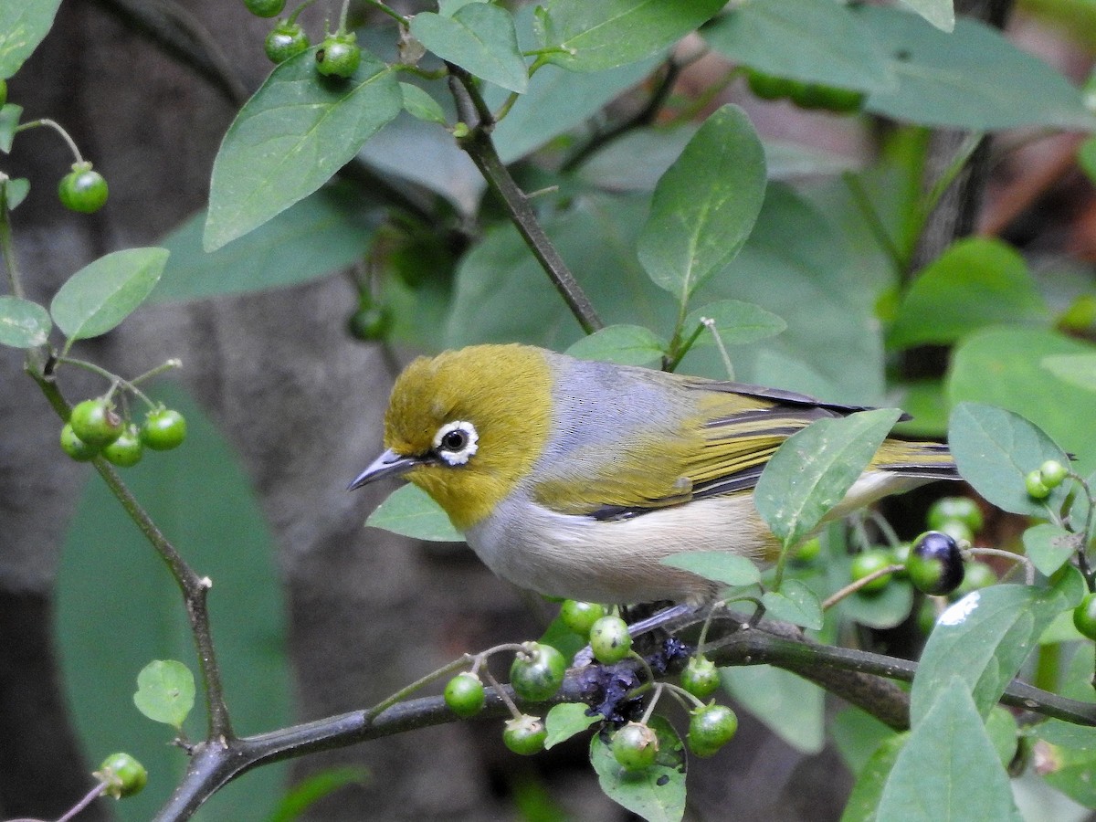 Silvereye - ML273120791