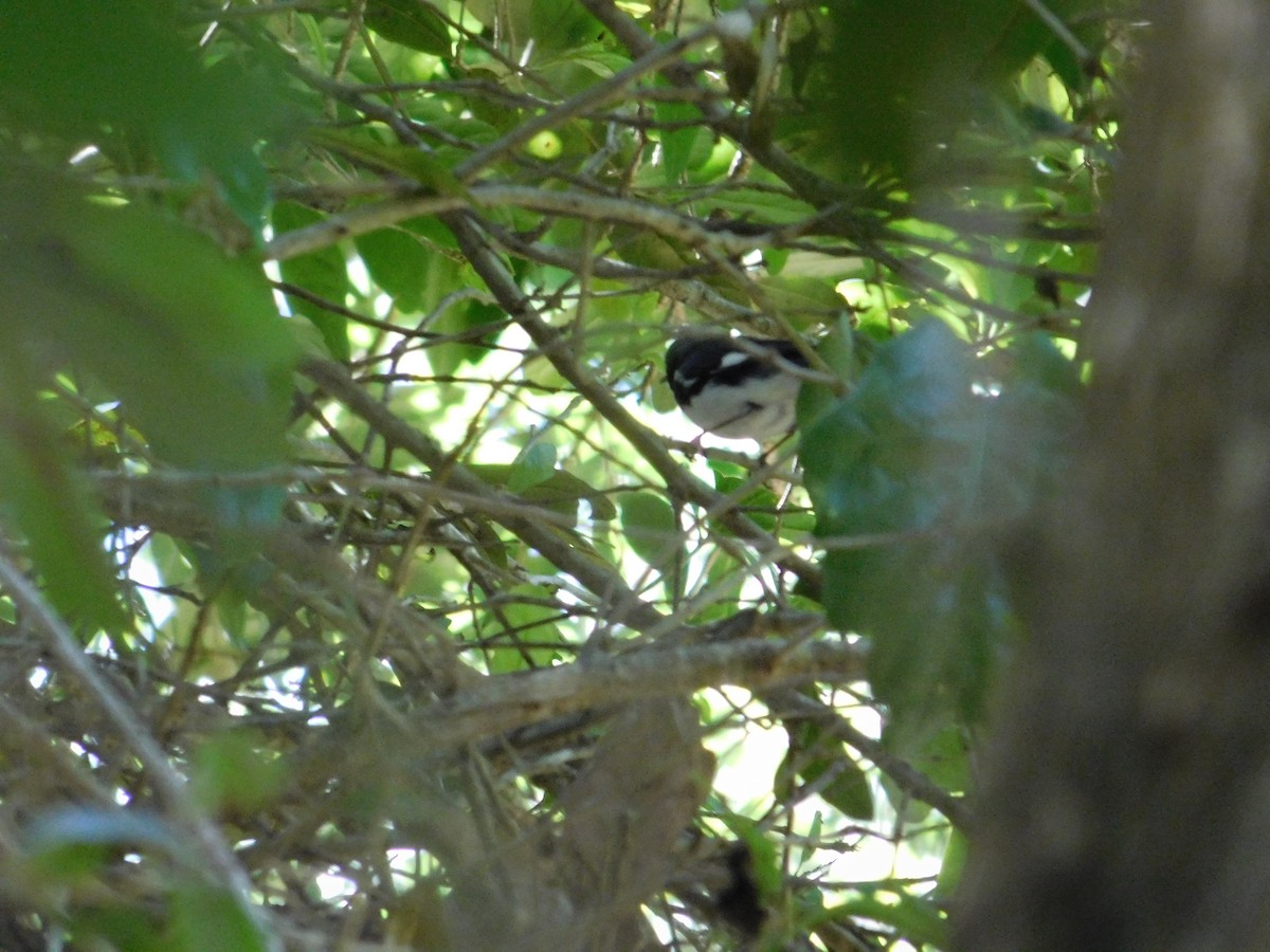 Black-throated Blue Warbler - ML27312121