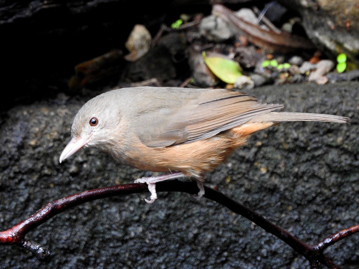 Rufous Shrikethrush - ML273121301