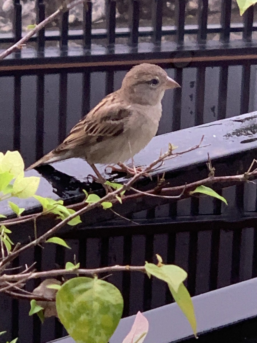 House Sparrow - Brindley de Zylva