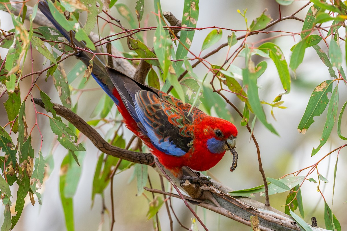 Crimson Rosella - ML273121991