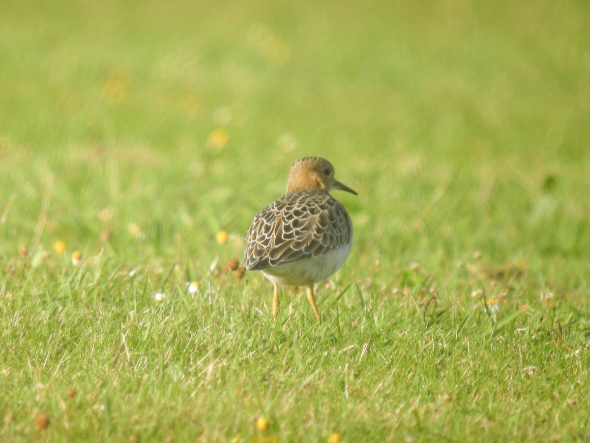 Buff-breasted Sandpiper - Simon Colenutt