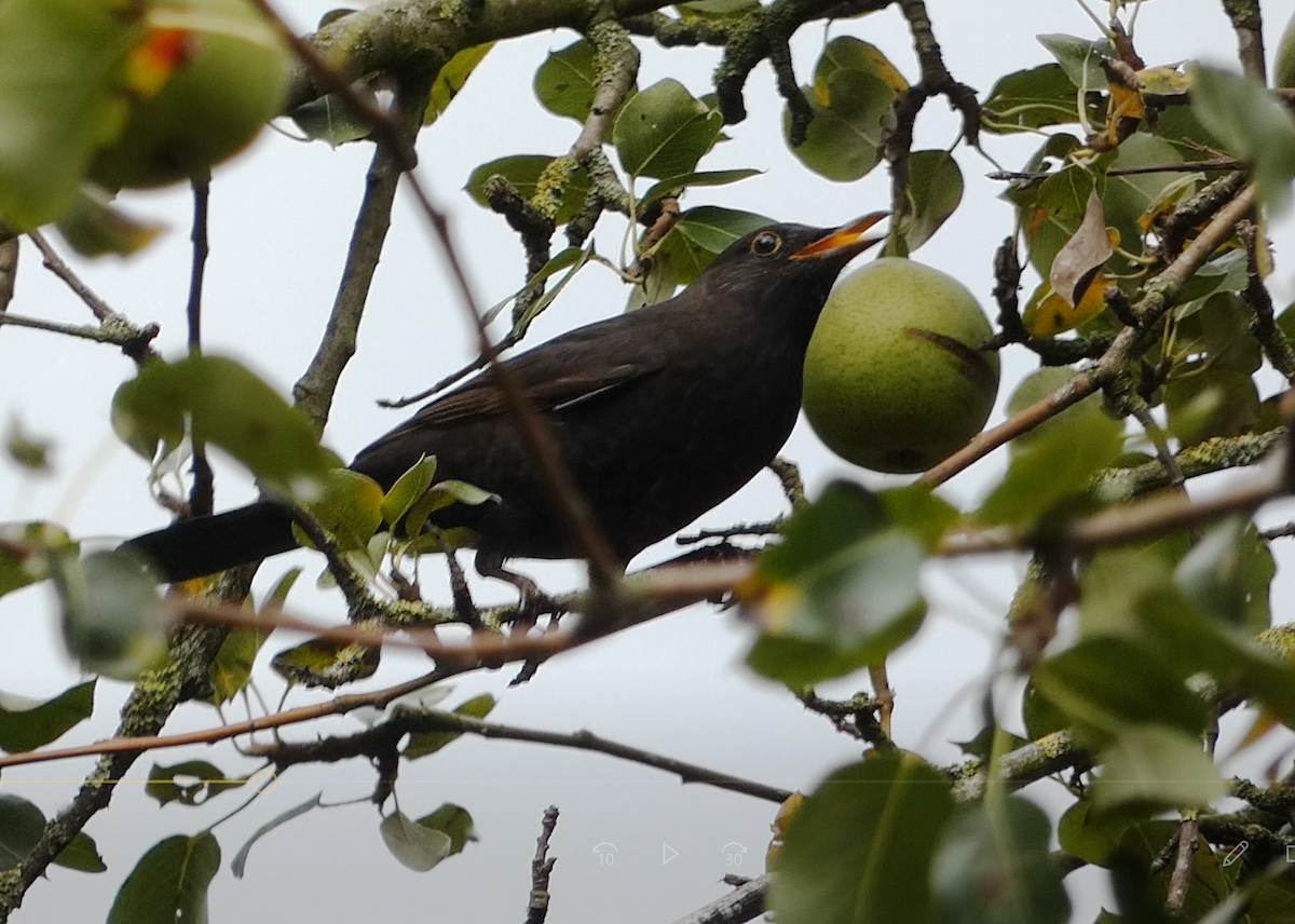 Eurasian Blackbird - Arend van Riessen