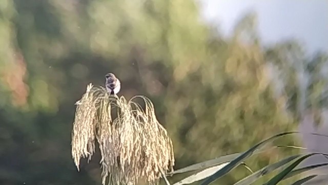 Siberian Stonechat (Caspian) - ML273124091