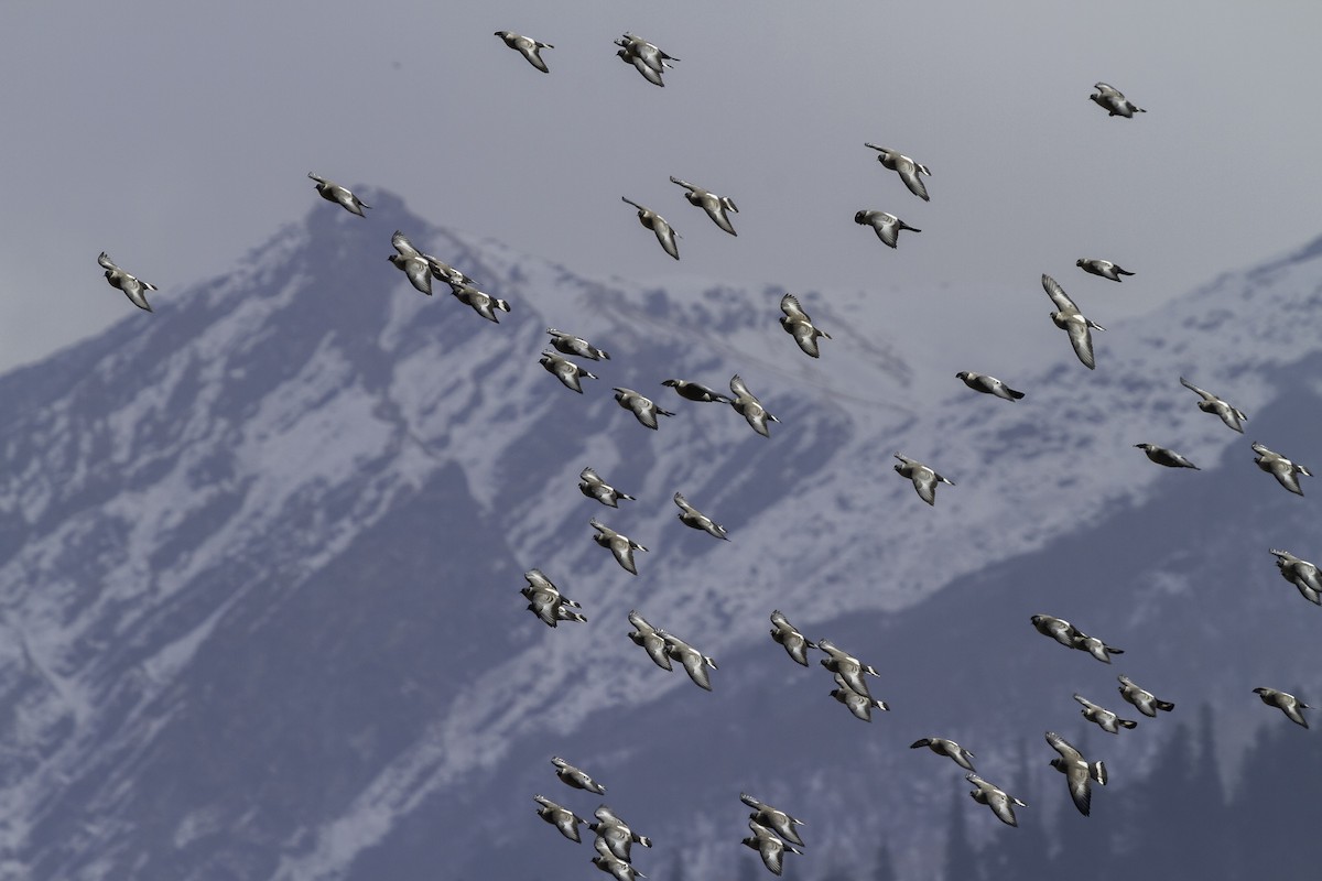 Snow Pigeon - ML273124301