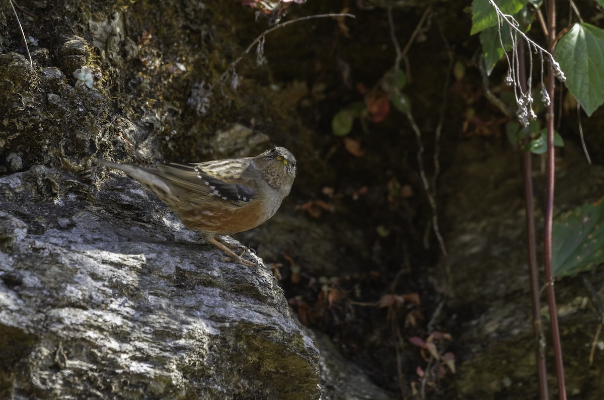 Alpine Accentor - ML273124411