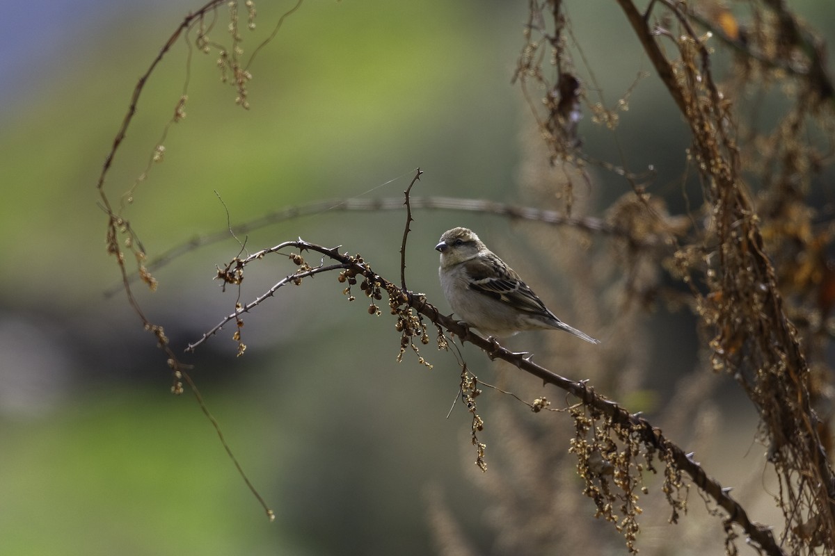 Plain Mountain Finch - ML273124461