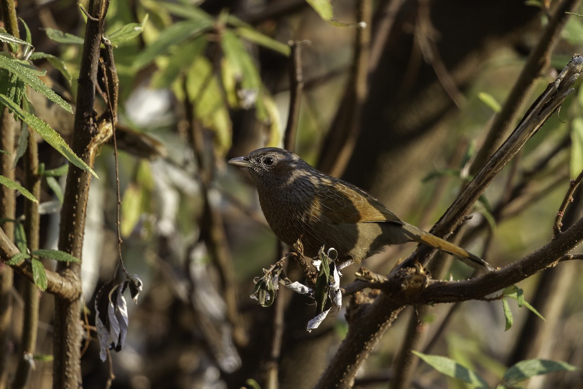 Streaked Laughingthrush - ML273124481