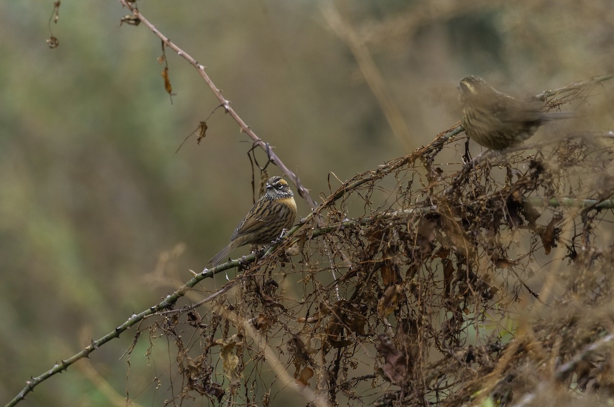 Rufous-breasted Accentor - ML273124541