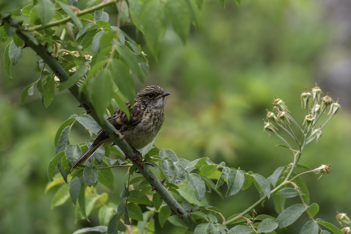 Gray Bushchat - ML273124631