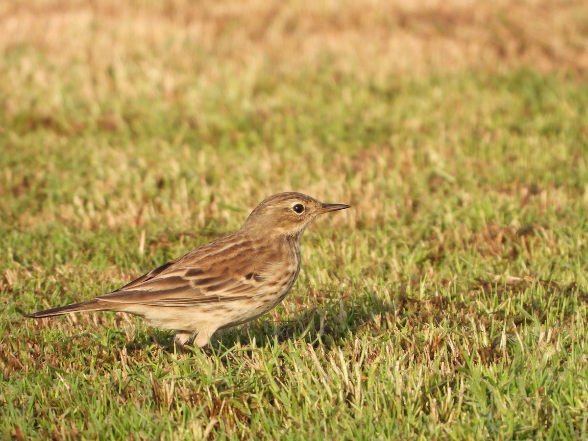 Water Pipit - ML273124721