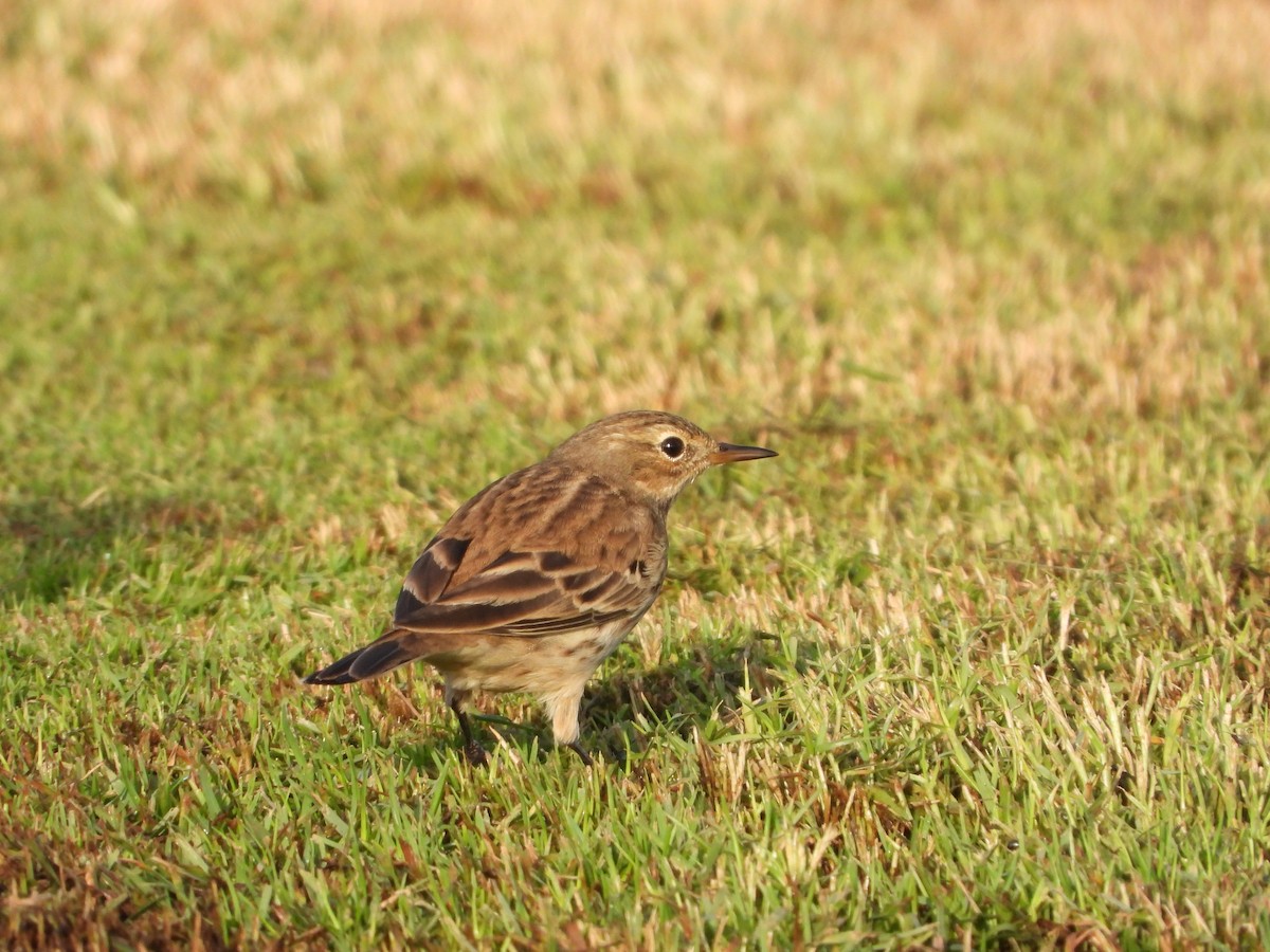 Water Pipit - ML273124731