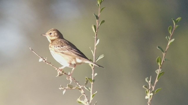 Tree Pipit - ML273124741