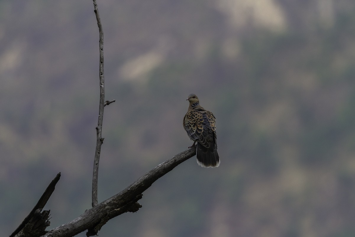 Oriental Turtle-Dove - ML273124771