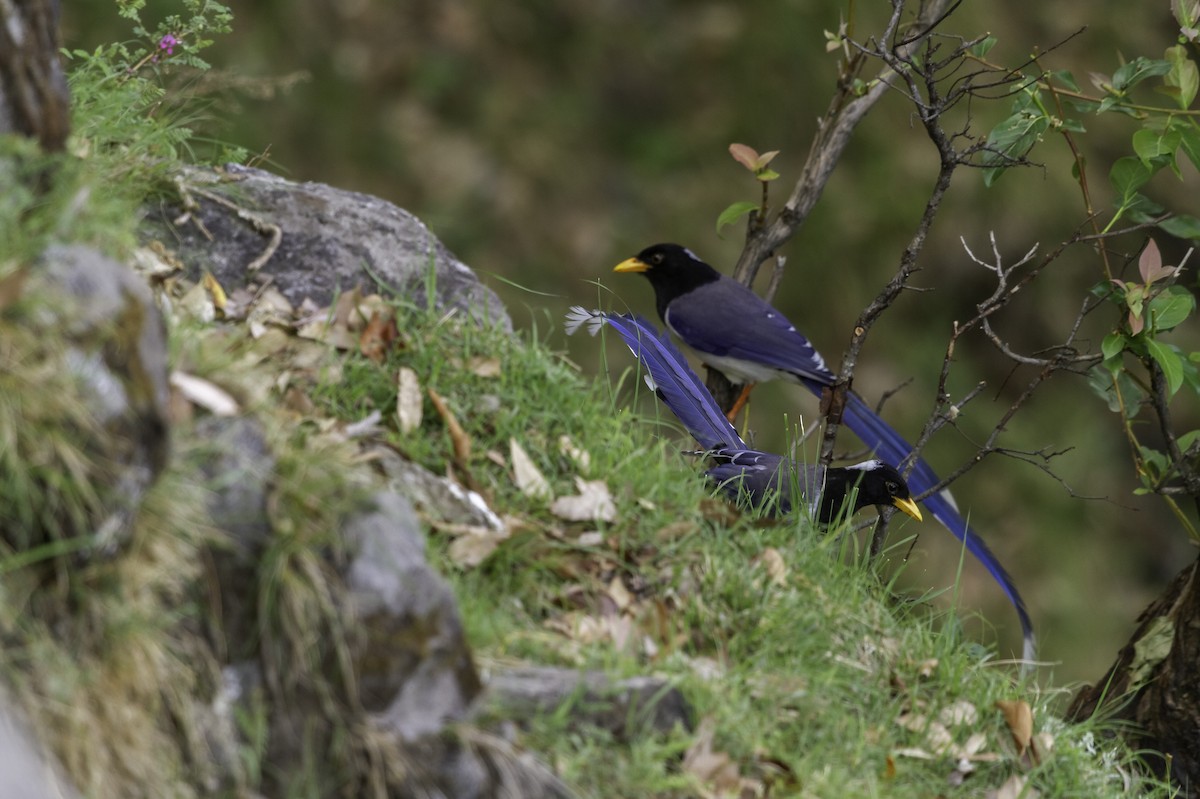 Yellow-billed Blue-Magpie - ML273124781
