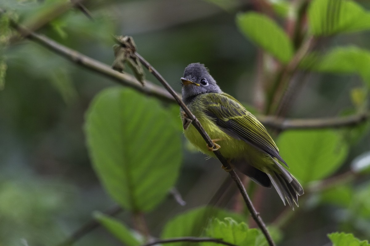 Gray-headed Canary-Flycatcher - ML273124821