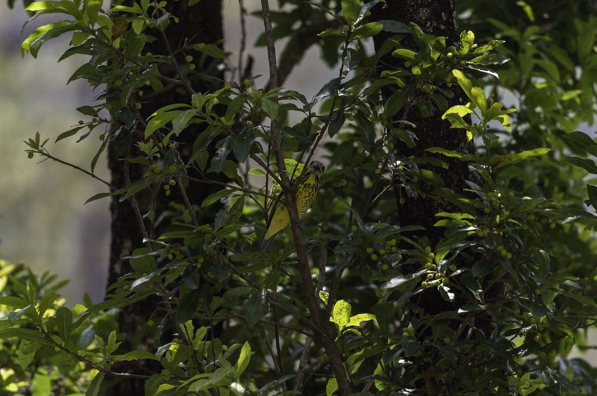 Spot-winged Grosbeak - ML273124851