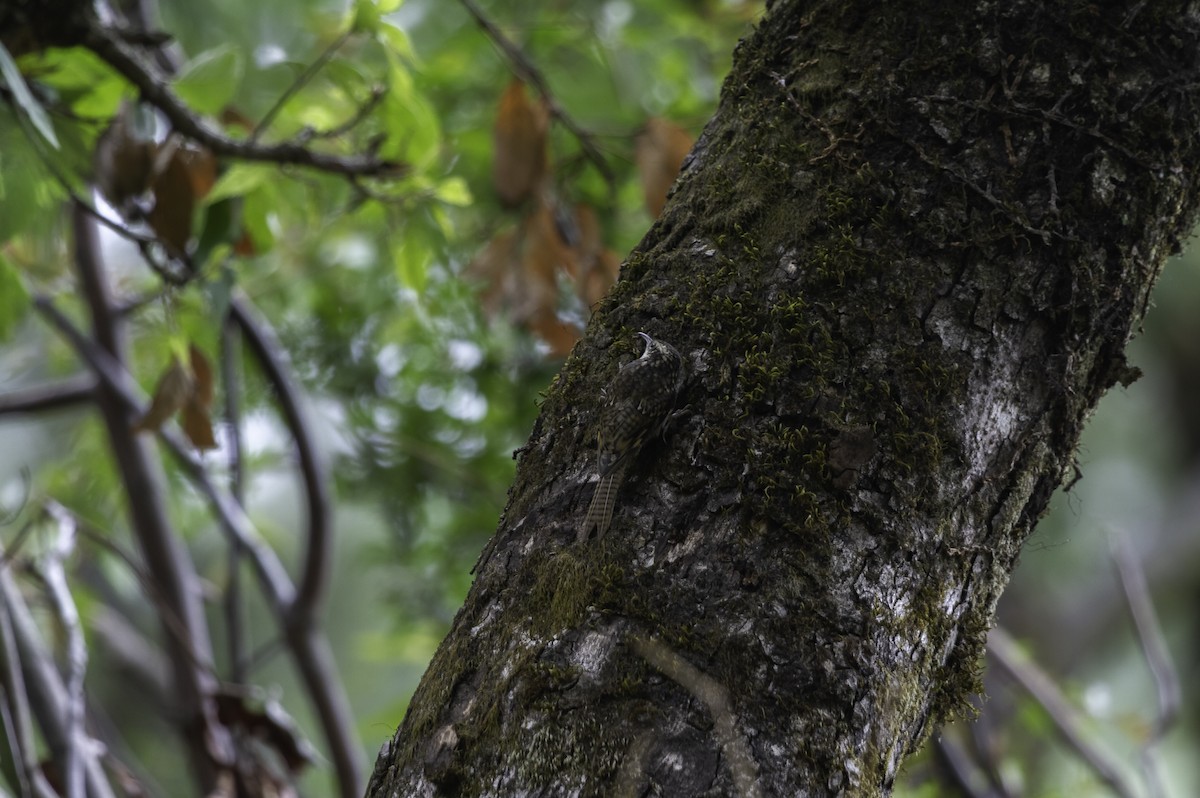 Bar-tailed Treecreeper - ML273124861