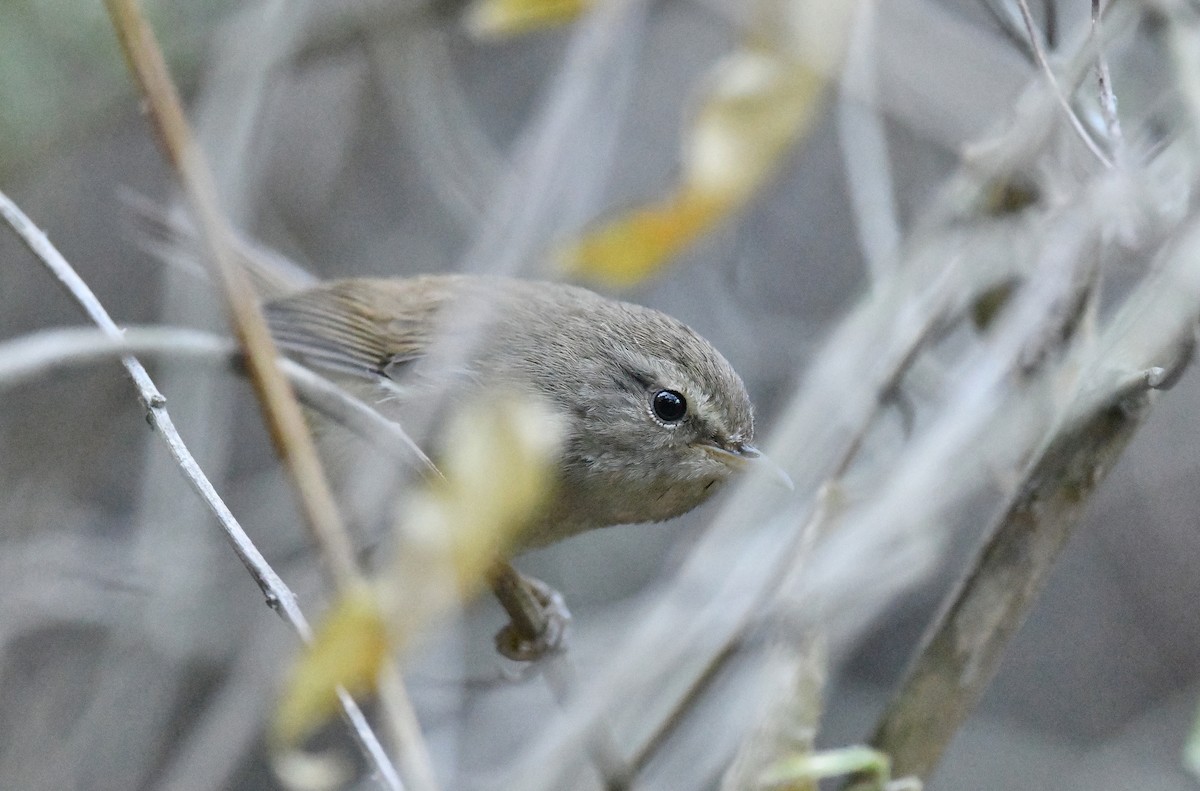 Brownish-flanked Bush Warbler - Ting-Wei (廷維) HUNG (洪)