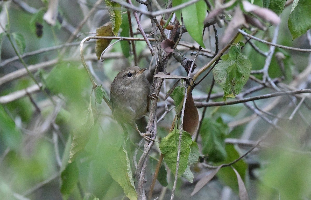 Brownish-flanked Bush Warbler - ML273126451