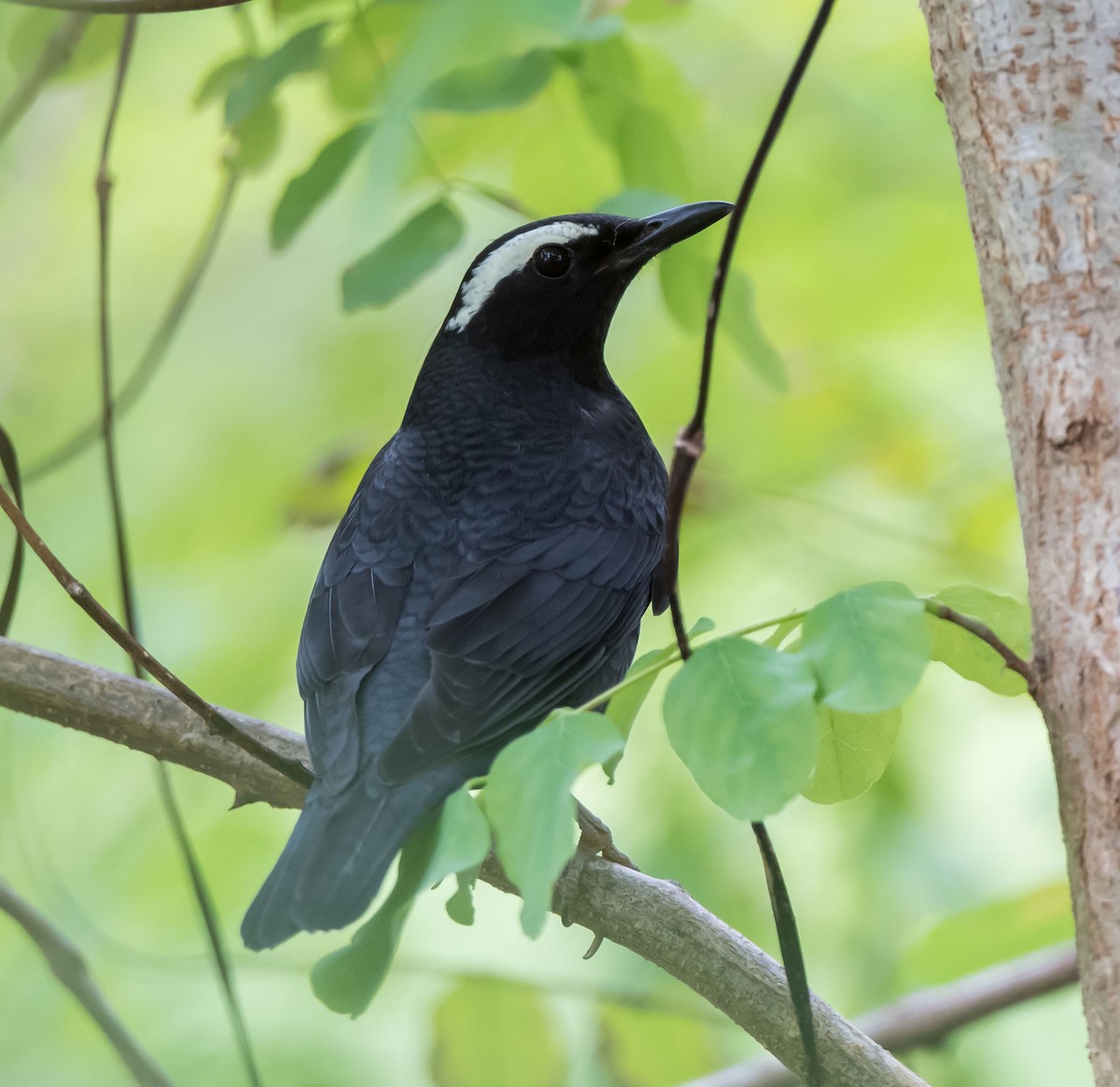 Siberian Thrush - ML273126941