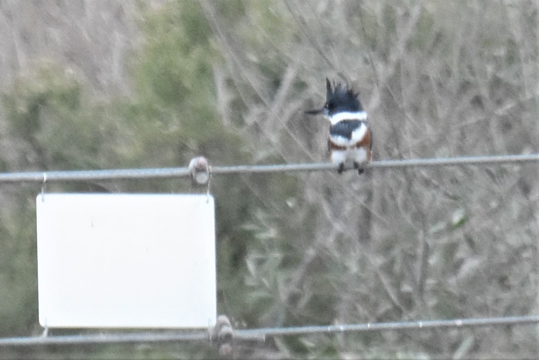 Belted Kingfisher - ML273126951