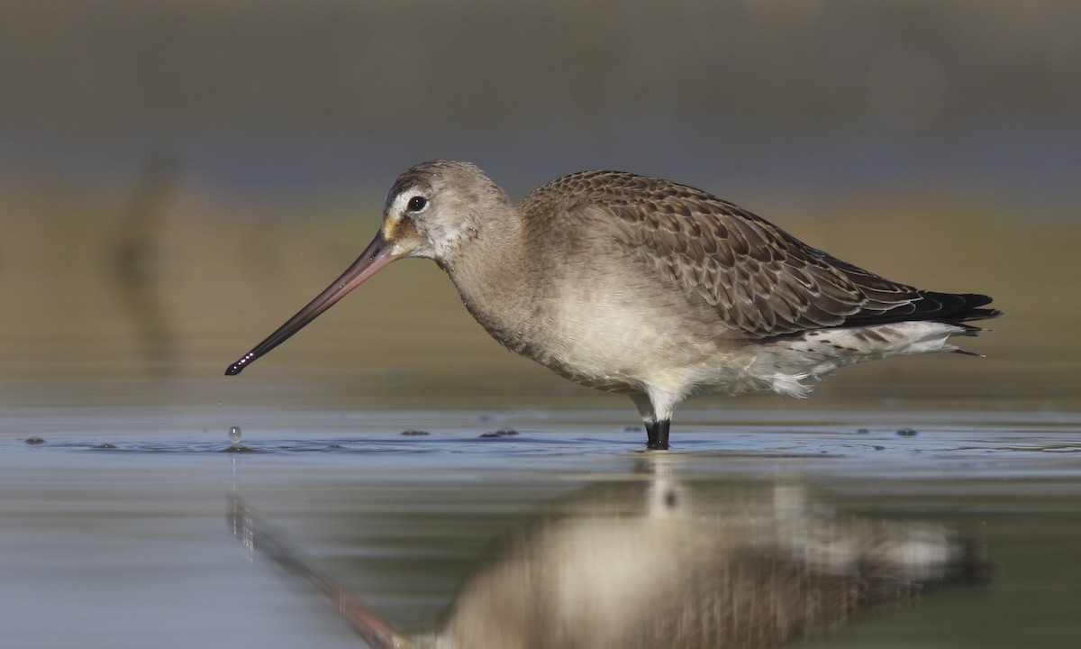 Hudsonian Godwit - ML27312731