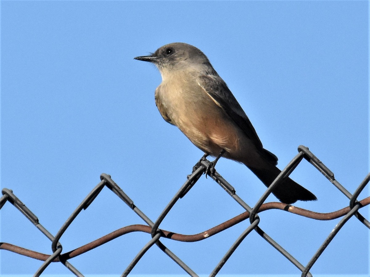 Say's Phoebe - ML273127841