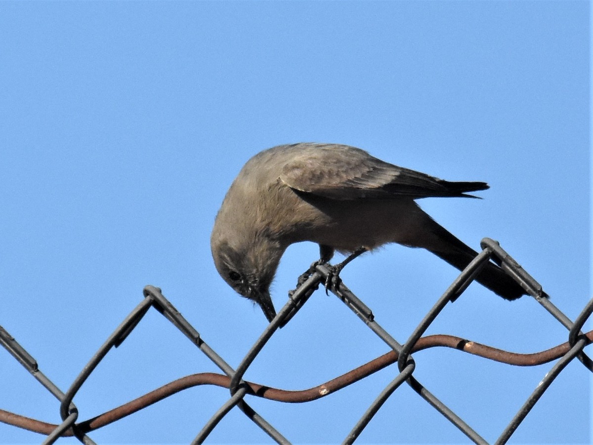 Say's Phoebe - ML273127851