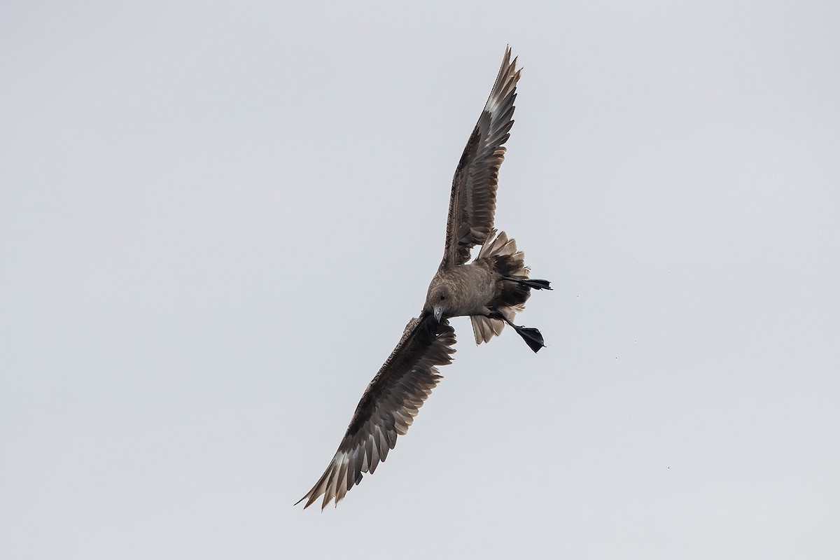 Brown Skua (Subantarctic) - ML273128161