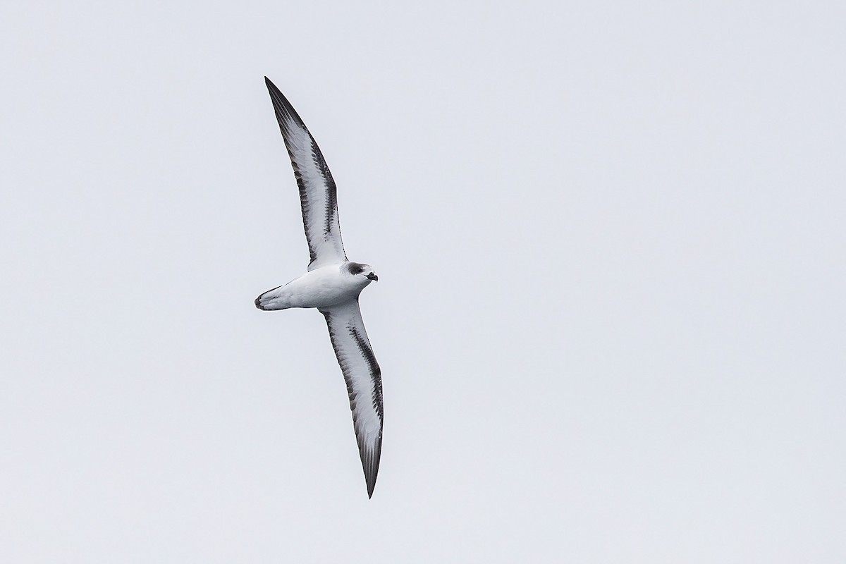 Barau's Petrel - ML273128261