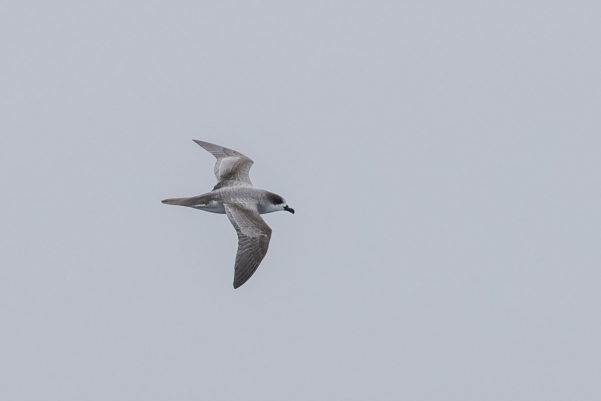 Barau's Petrel - ML273128271