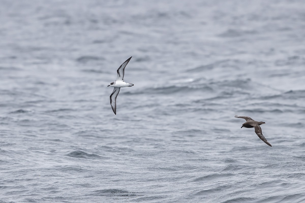 Barau's Petrel - ML273128281