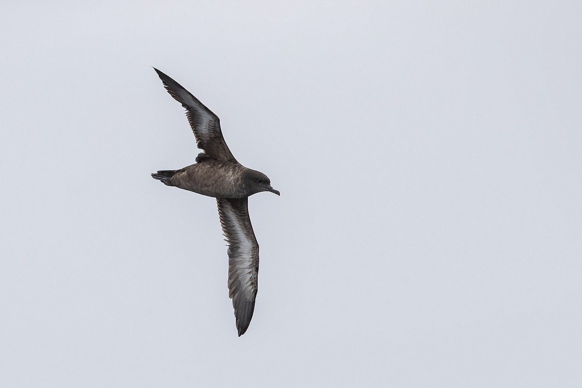 Sooty Shearwater - ML273128331