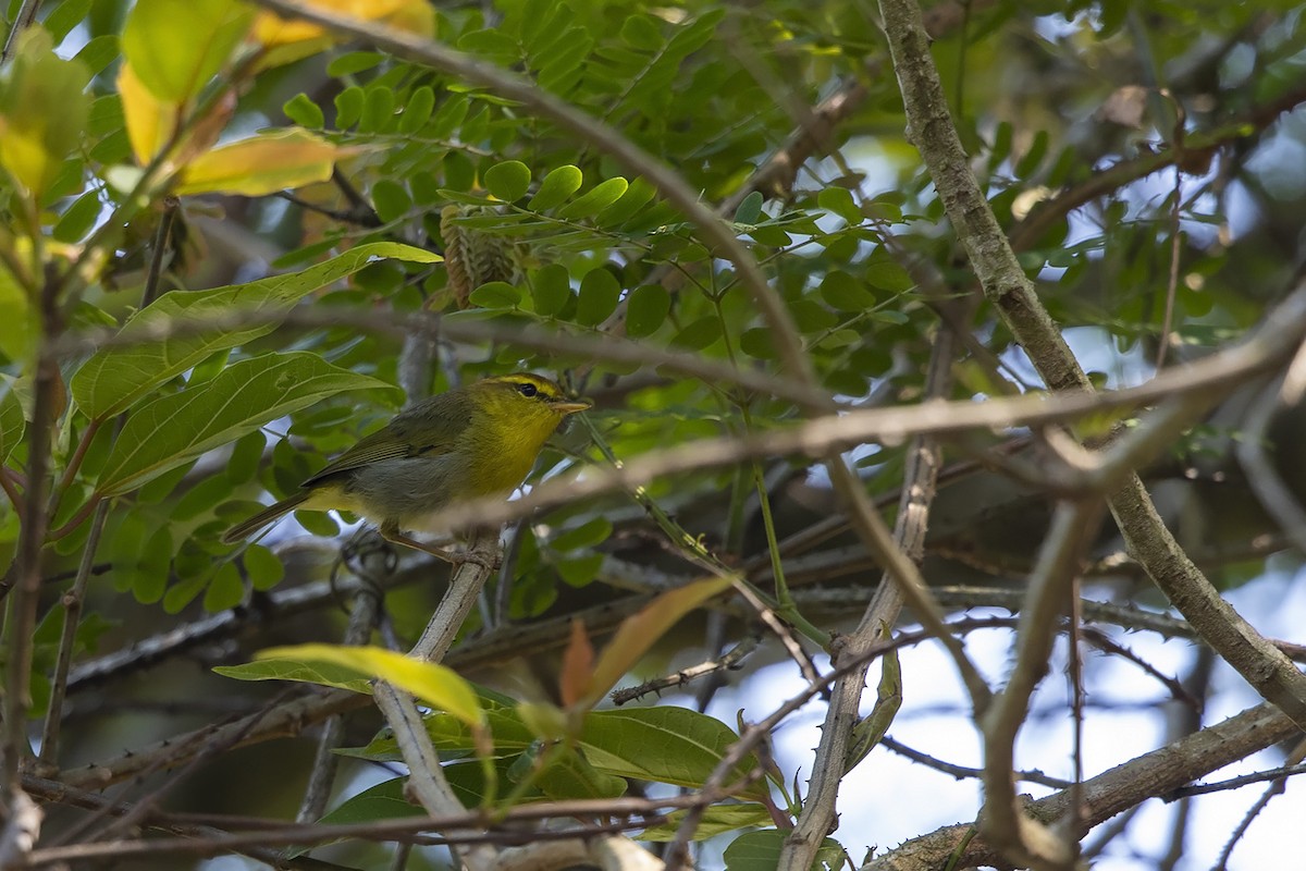 Yellow-throated Woodland-Warbler - Niall D Perrins