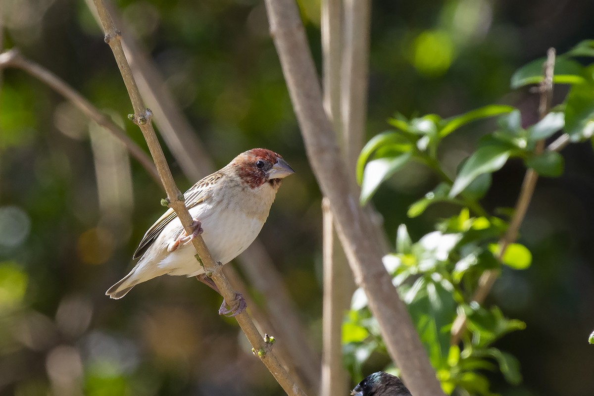 Red-headed Quelea - Niall D Perrins