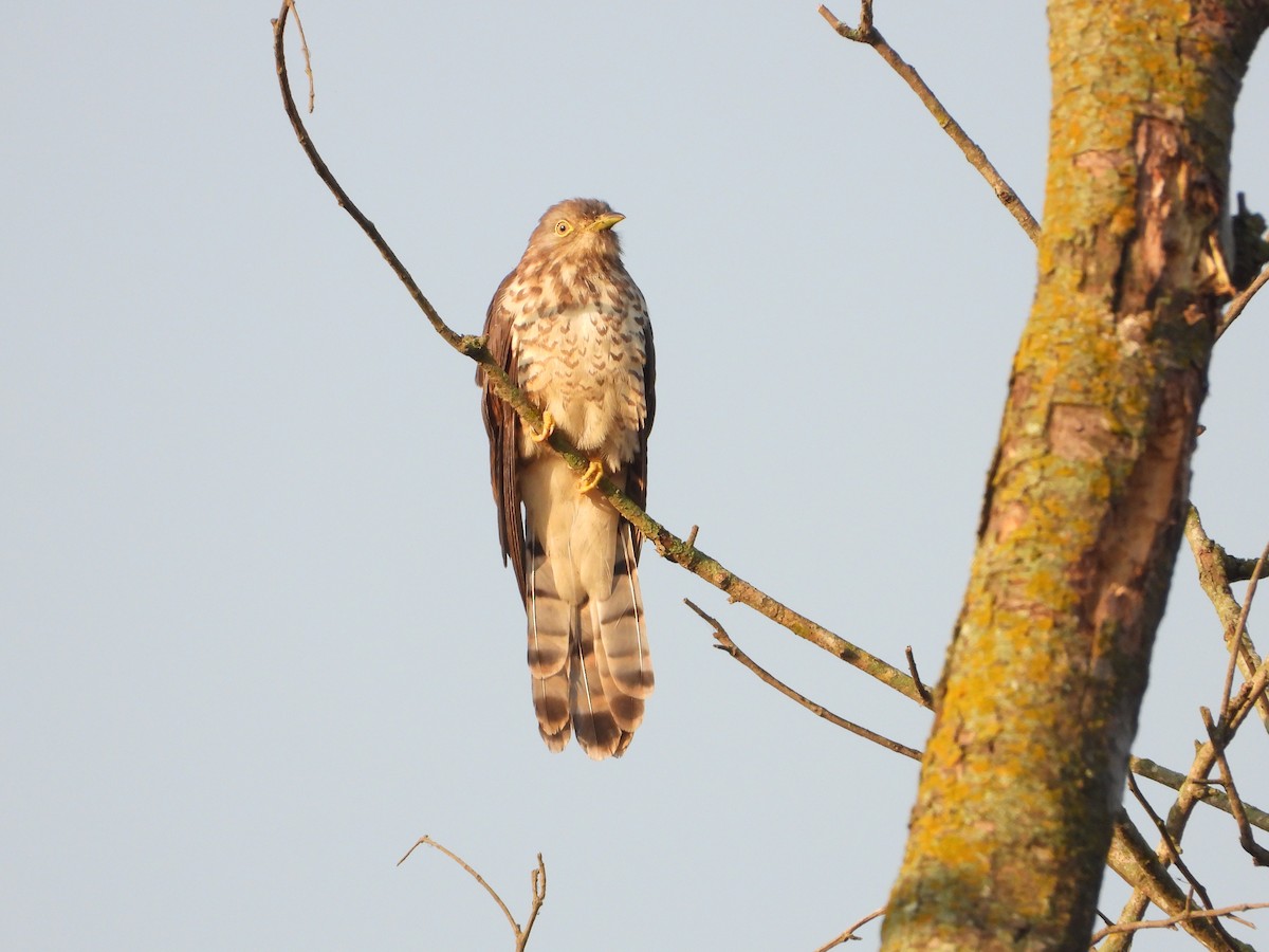 Common Hawk-Cuckoo - Rekha Rawat