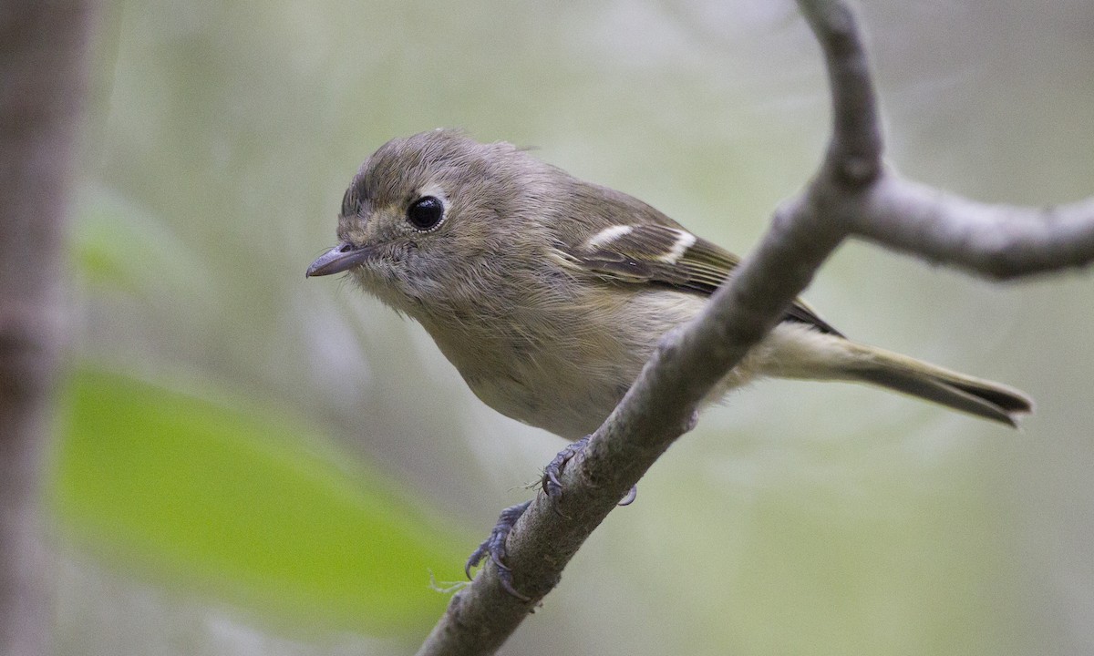 Hutton's Vireo - ML27312951