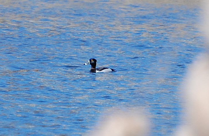 Ring-necked Duck - ML27312981