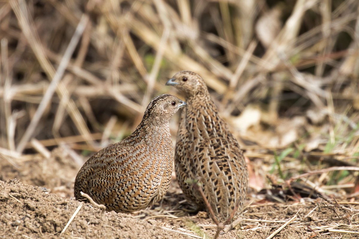 Brown Quail - ML273130191