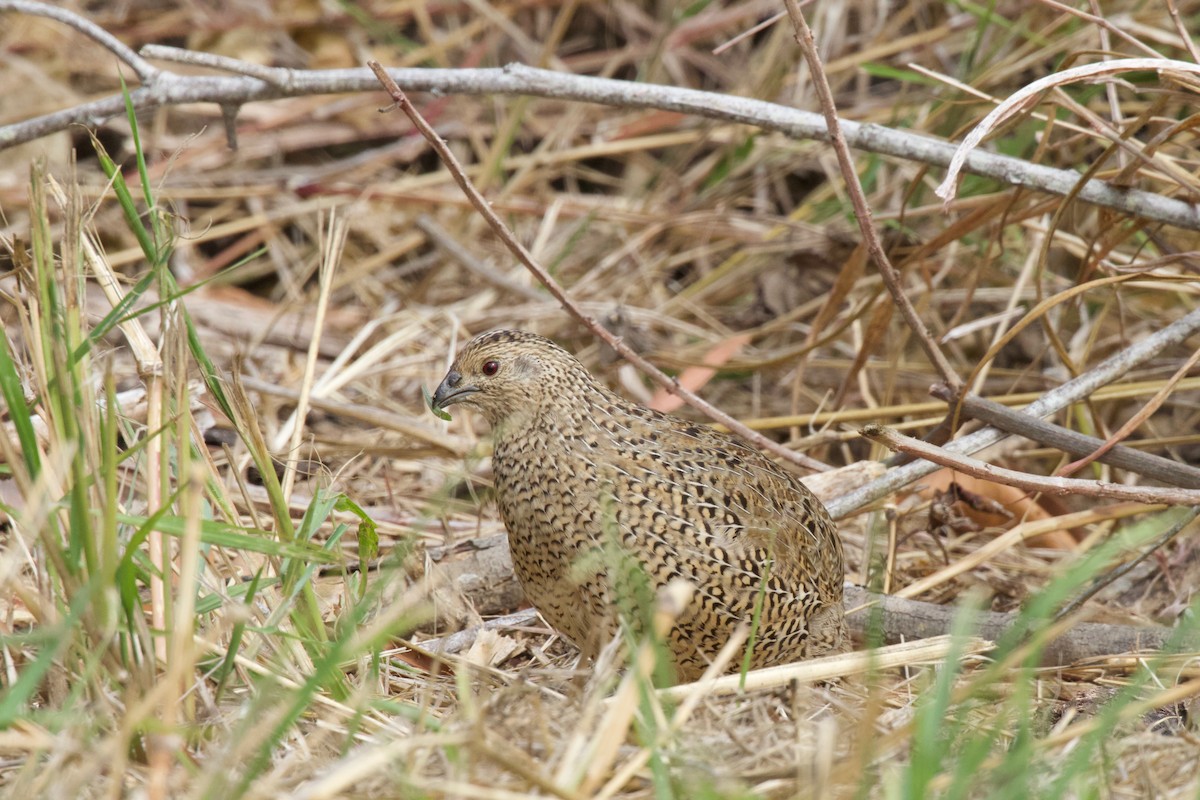Brown Quail - ML273130331