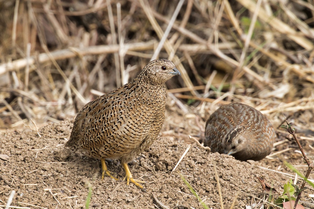 Brown Quail - ML273130401
