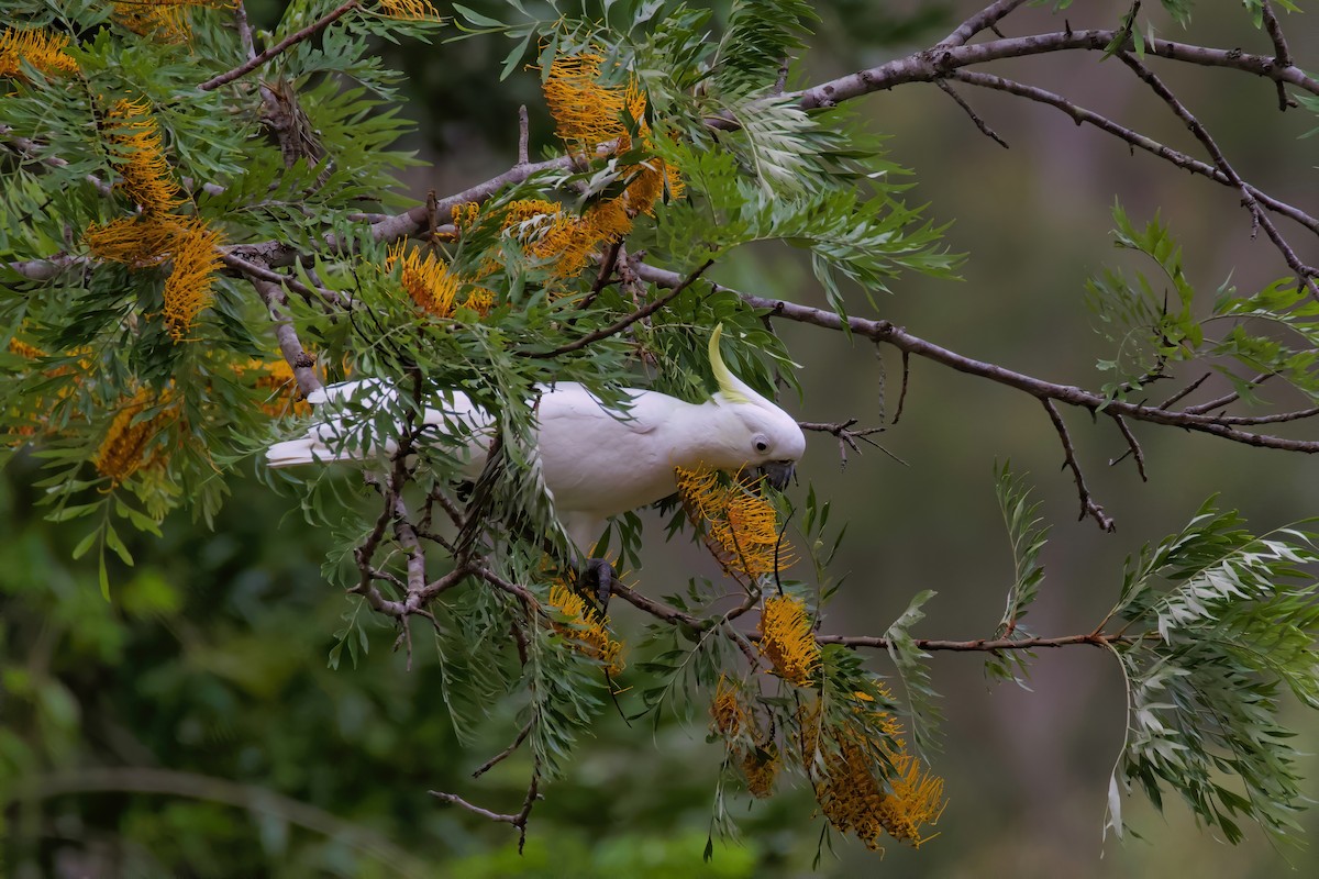 Sulphur-crested Cockatoo - ML273130451