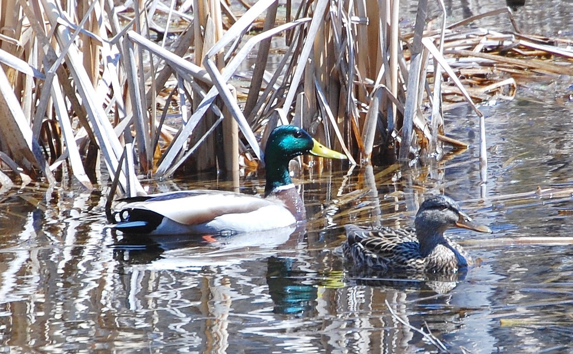 Mallard - ML27313061