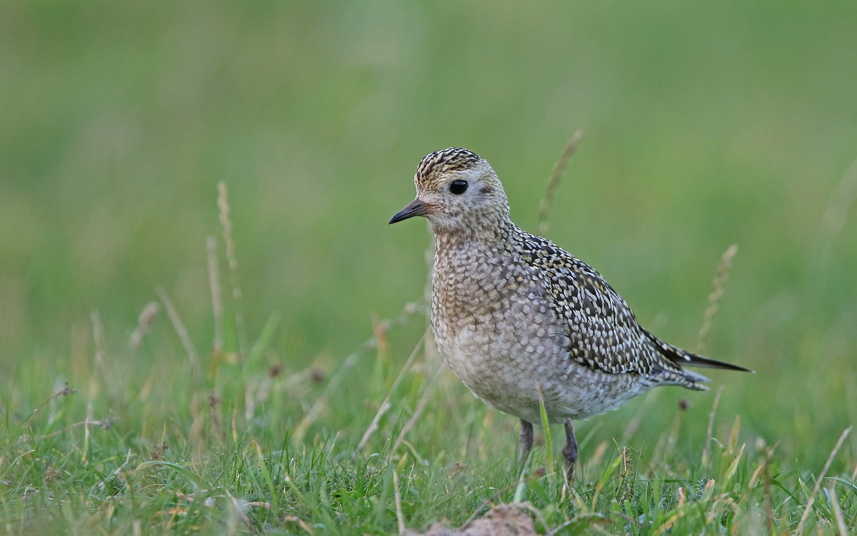 European Golden-Plover - Christoph Moning