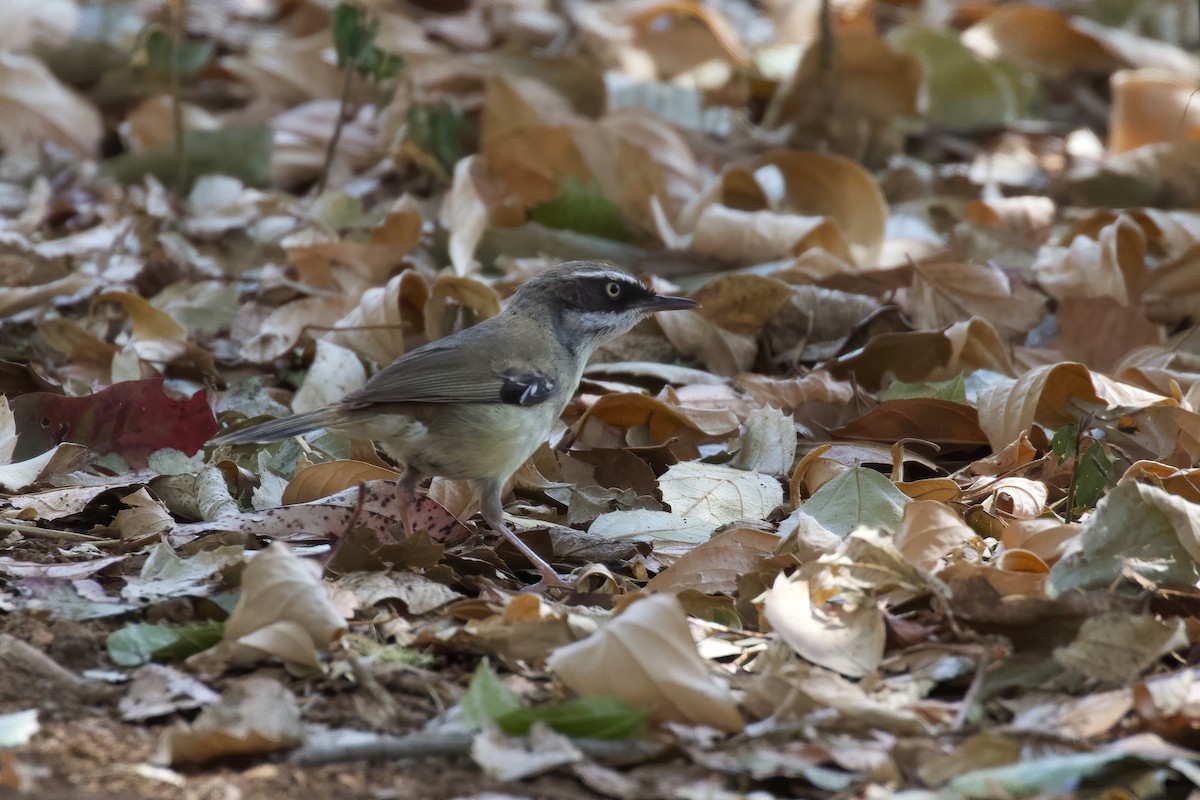 White-browed Scrubwren - ML273131011