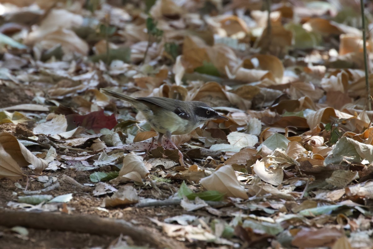 White-browed Scrubwren - ML273131031